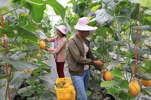 香港的网红吃瓜,揭秘娱乐圈最新“瓜田”风云