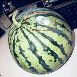 网红最近吃的瓜水煮瓜是什么瓜,揭秘水煮瓜的神秘面纱